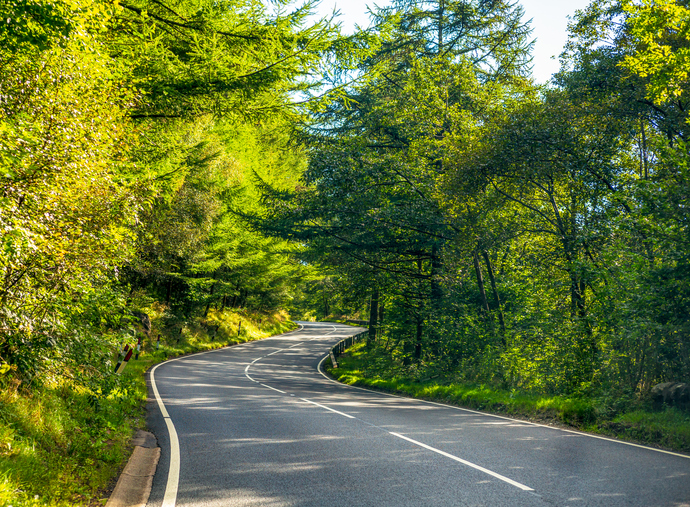 Winding Forest Road stock photo